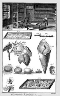 Una lámina de la Encyclopédie de Diderot y d'Alembert que presenta las diversas etapas de la sericicultura