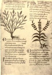 Página del Herbarium Apulei, un herbario en anglosajón, en el manuscrito Cotton Vitellius C, h. S. IX-X