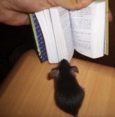 Ratón leyendo.jpg