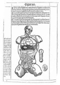 Libro de anathomia del hombre de Bernardino de Montaña de Monserrate - Sebastián Martínez - Valladolid 1551.jpg