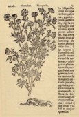 Historia de yerbas y plantas de Juan de Jaraba - Jean de Laet - Amberes 1557.jpg